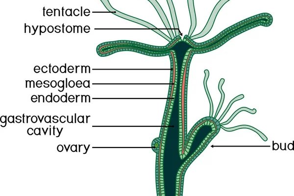 Kraken https